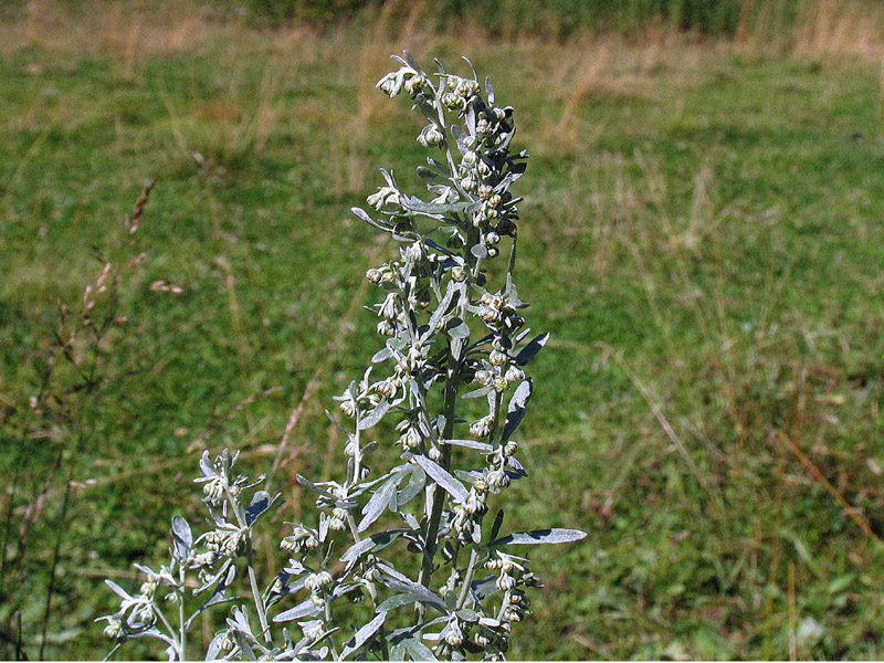 Artemisia absinthium L. / Assenzio vero